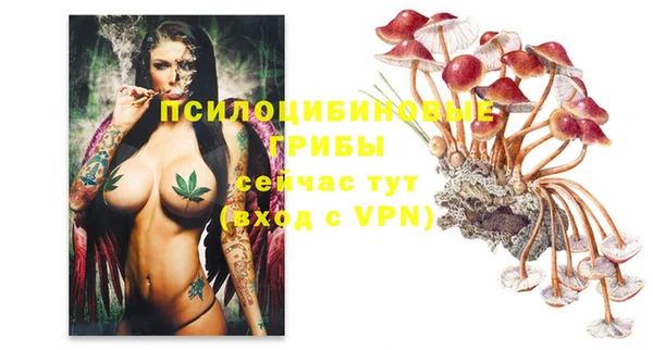 гашик Новозыбков